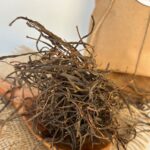 Sangri (dried)